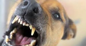 dog bite lawyer - animal attack lawyers